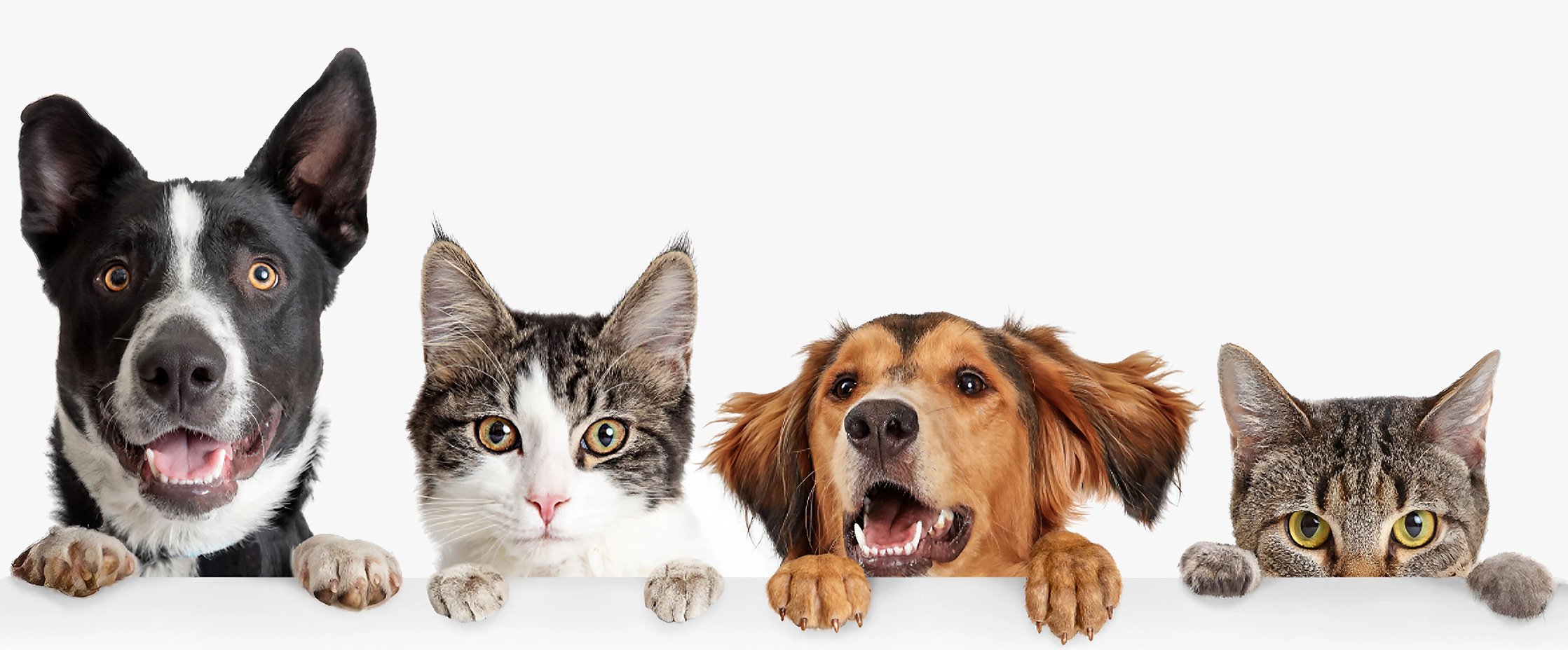 Chances are We do it - Cats & Dogs Banner