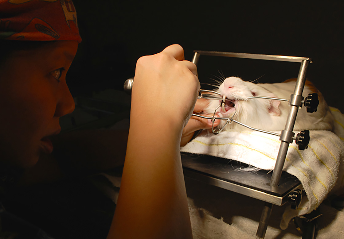 A veterinarian conducting a dental examination on a guinea pig, using specialized equipment to keep the animal's mouth open.