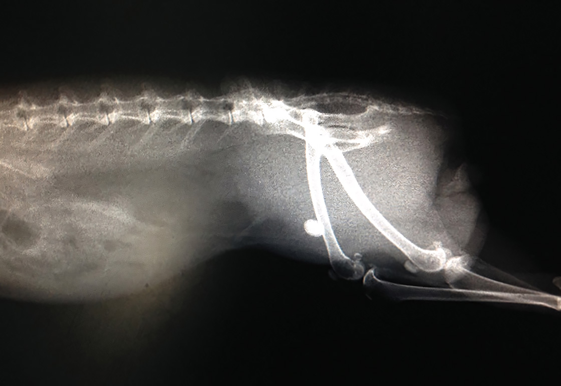 An X-ray image of an animal, likely a small mammal, with a clear view of the spine and an ingested foreign object in the stomach area.