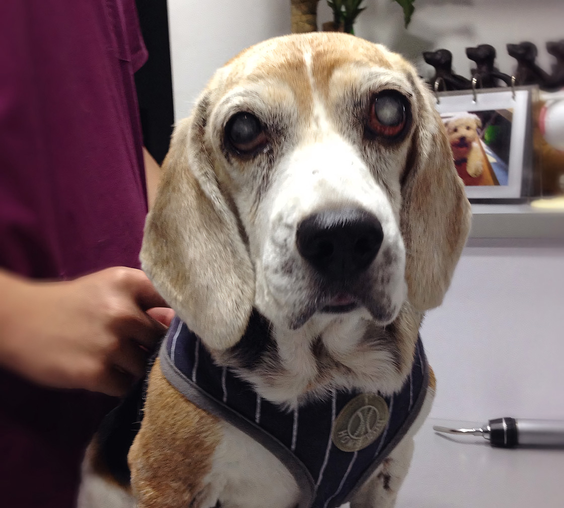 A beagle with soulful eyes wearing a bandana sits attentively at a veterinary clinic.