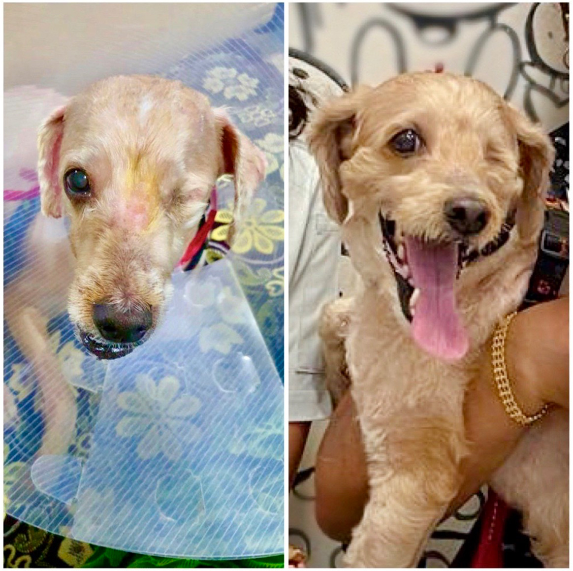 A split image showing a dog's transformation; on the left, a dog appears unwell with a protective cone, and on the right, the same dog looks healthy and happy, held by someone, tongue out.