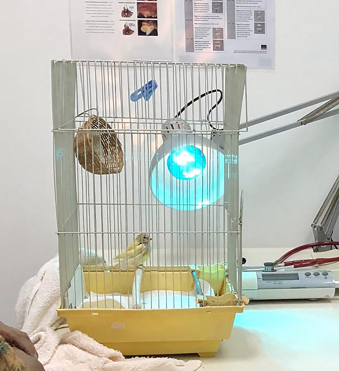 A bird recovery cage featuring a heat lamp, toys, and a yellow base, set up in a clinical environment.