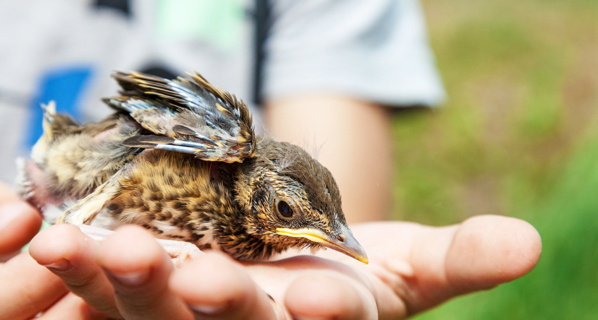 Bird Emergencies and First Aid