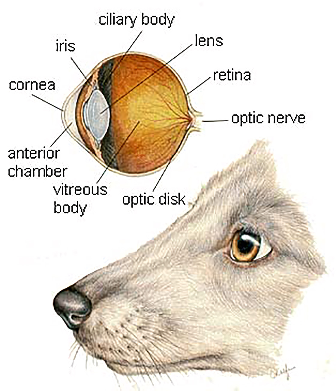 Dog Eye Anatomy Diagram How To Draw Dog Eyes That Look Amazingly Dog Eye Anatomy Diagram How To Draw Dog Eyes That Look Amazingly