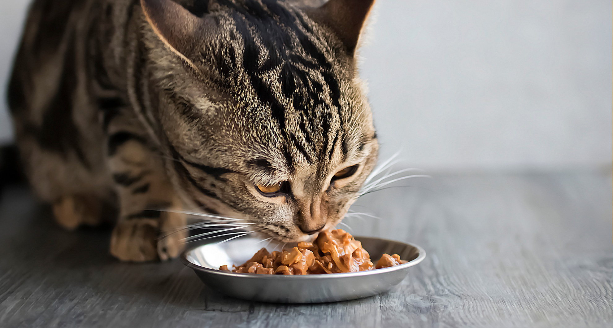 Curated visual reference: Visual Reference: Cat Food Nutrition Guide
