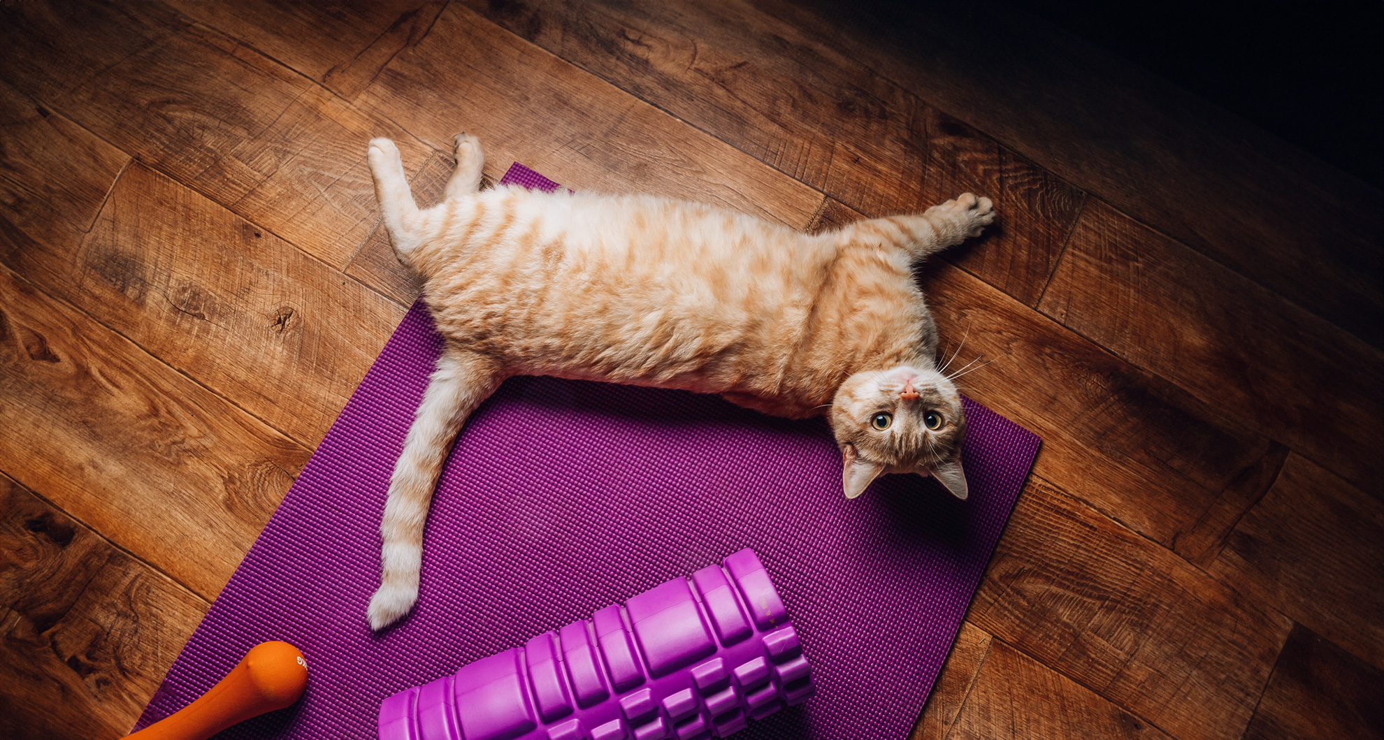 Exercise and Mental Stimulation for Cats