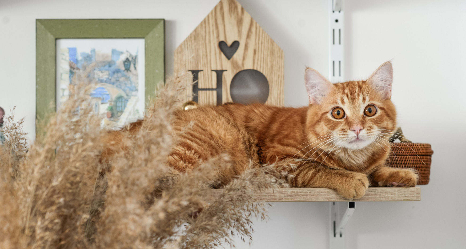 Creating the Perfect Home for Your New Cat