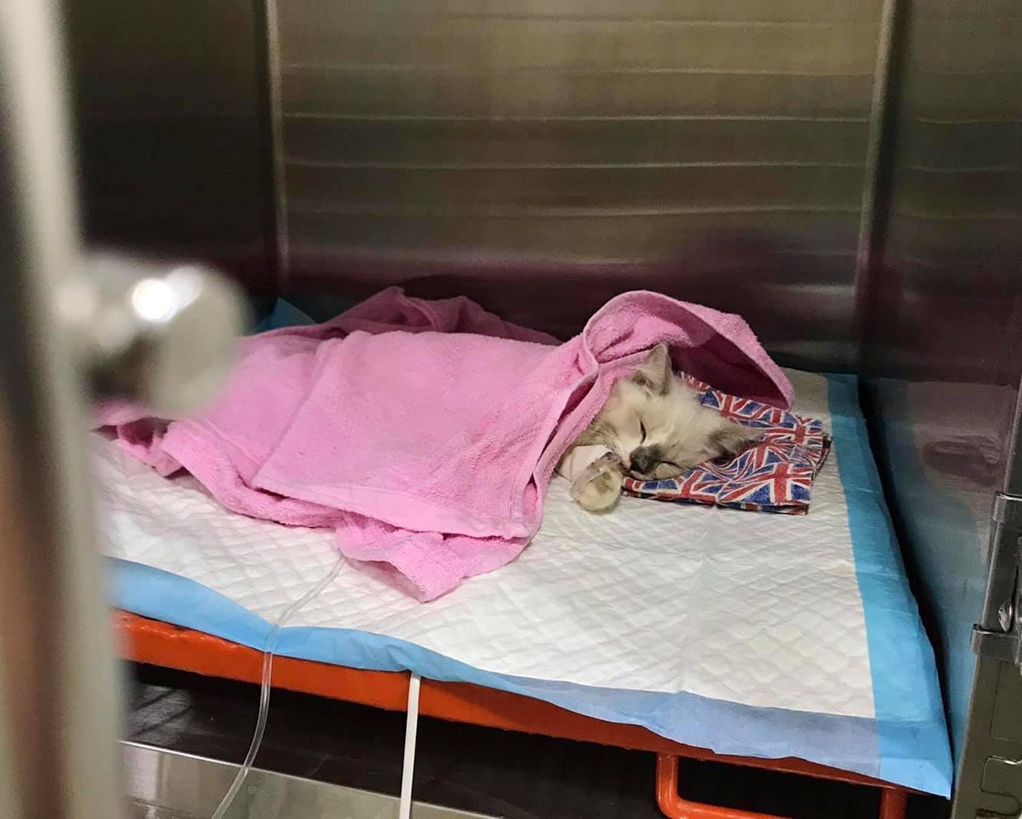 A cat wrapped in a pink blanket, sleeping on a bed with a British flag pillow in a veterinary hospital cage.
