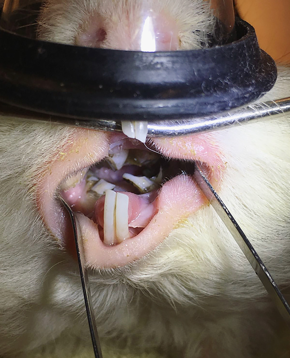 Close-up of a guinea pig's teeth during a dental procedure, with dental instruments in place and the anesthetic mask visible.