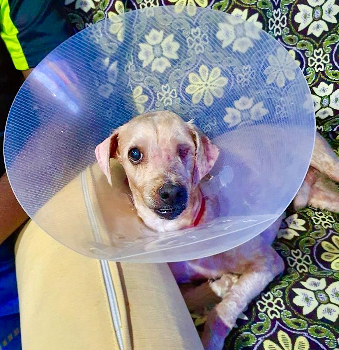 Dog recovering with an Elizabethan collar