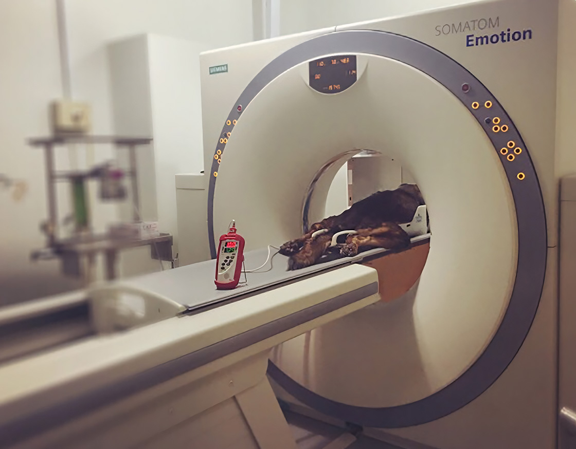 A dog lying inside a CT scanner at a veterinary clinic, with medical equipment visible in the background.