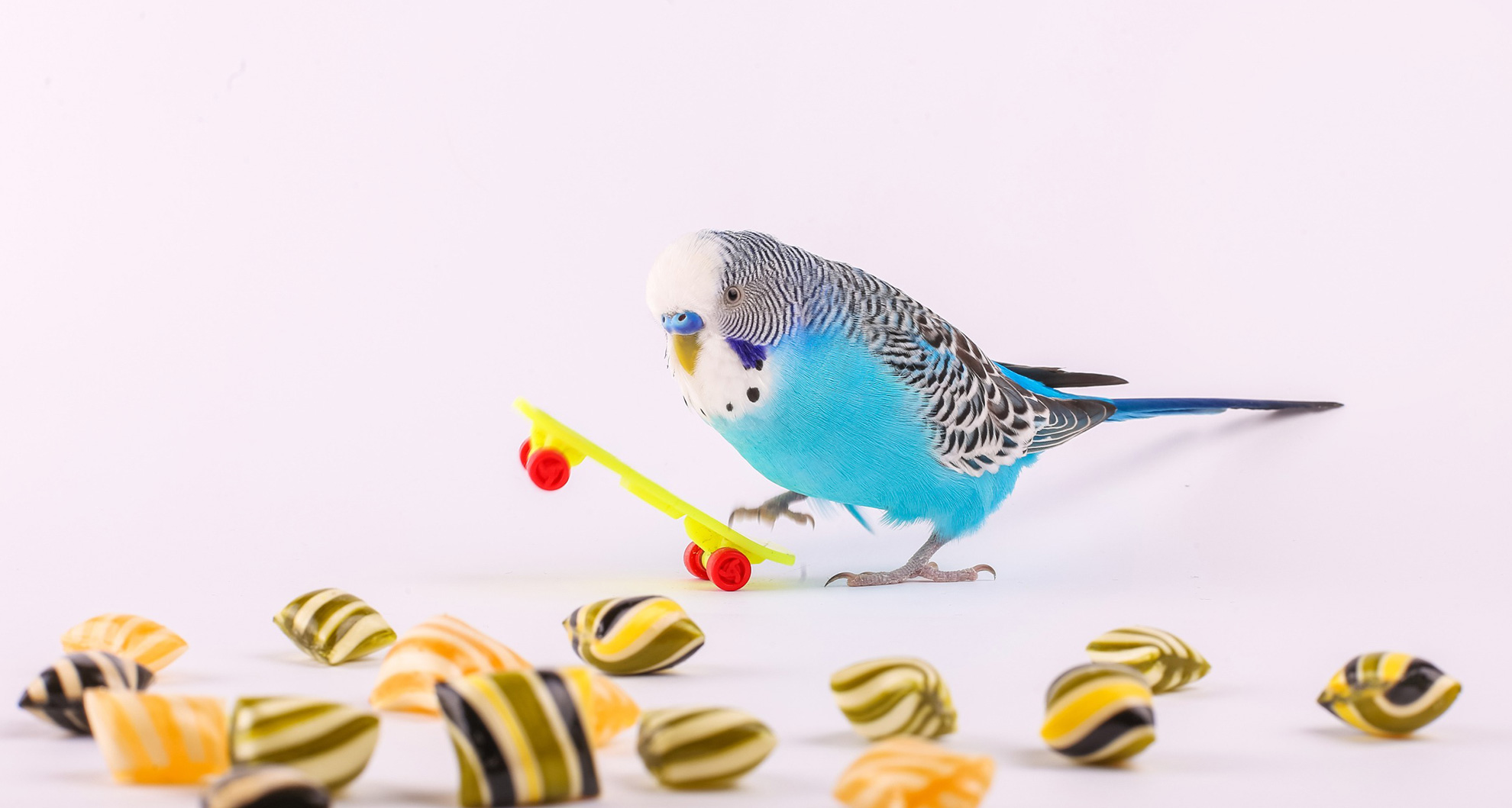 Exercise and Mental Stimulation for Birds 101