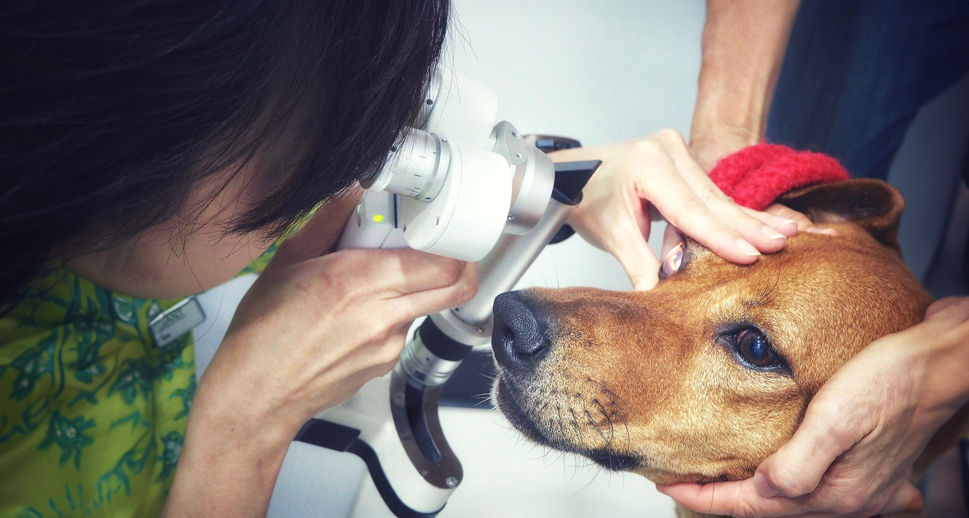 Glaucoma in Dogs
