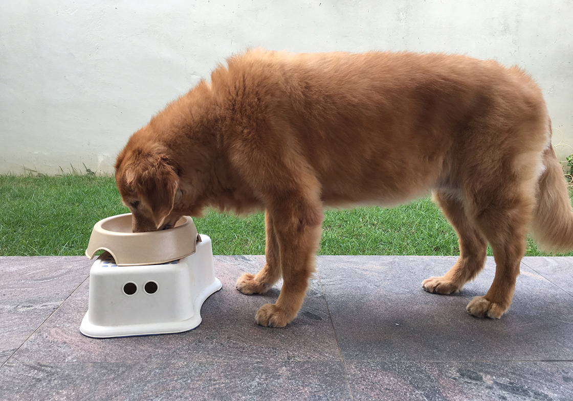 A Golden Retriever eating from an elevated dog bowl on an outdoor patio, showing a healthy eating posture.