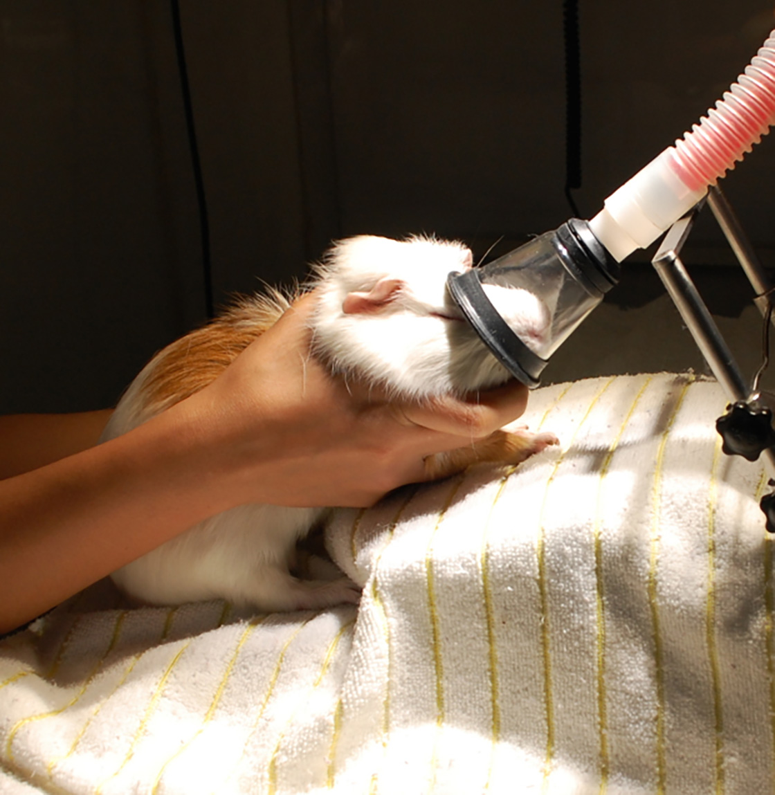 A guinea pig under anesthesia with an anesthetic mask on its face, held by a veterinary professional during a medical procedure.