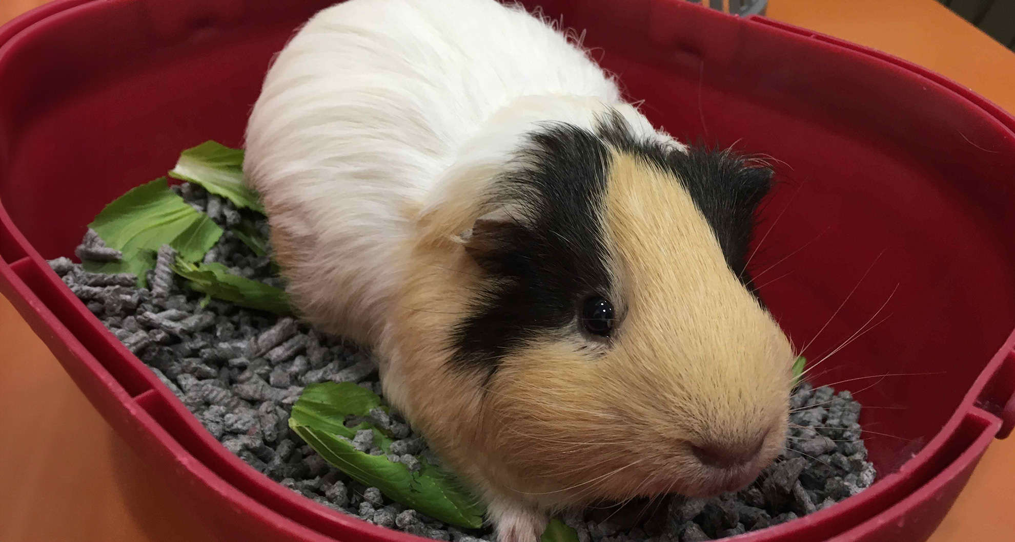 Respiratory Problems in Guinea Pigs