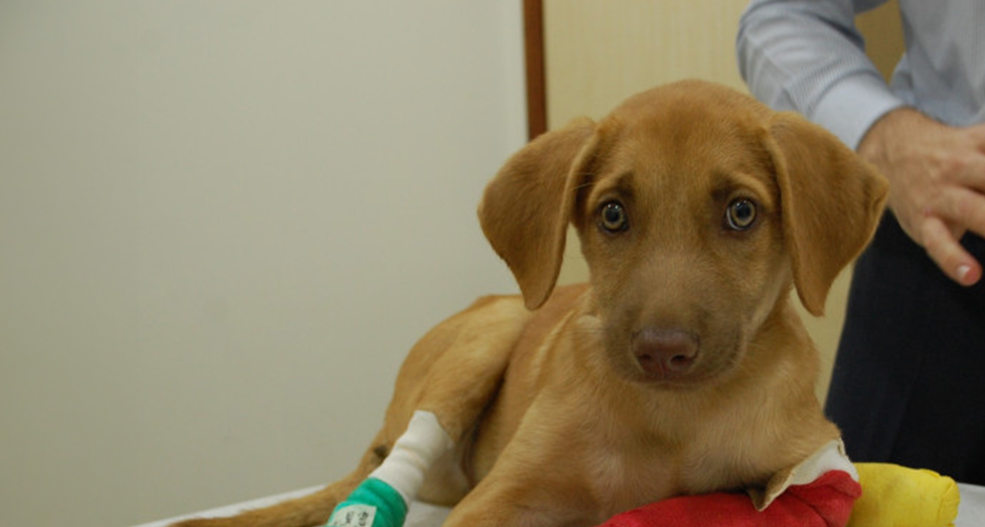 Managing Pain in Our Pets