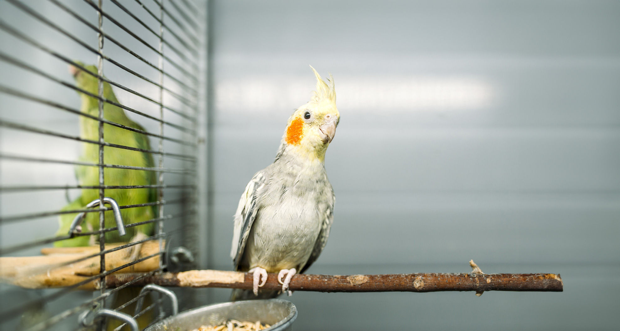 Common Health Problems Every Pet Bird Owner Should Know