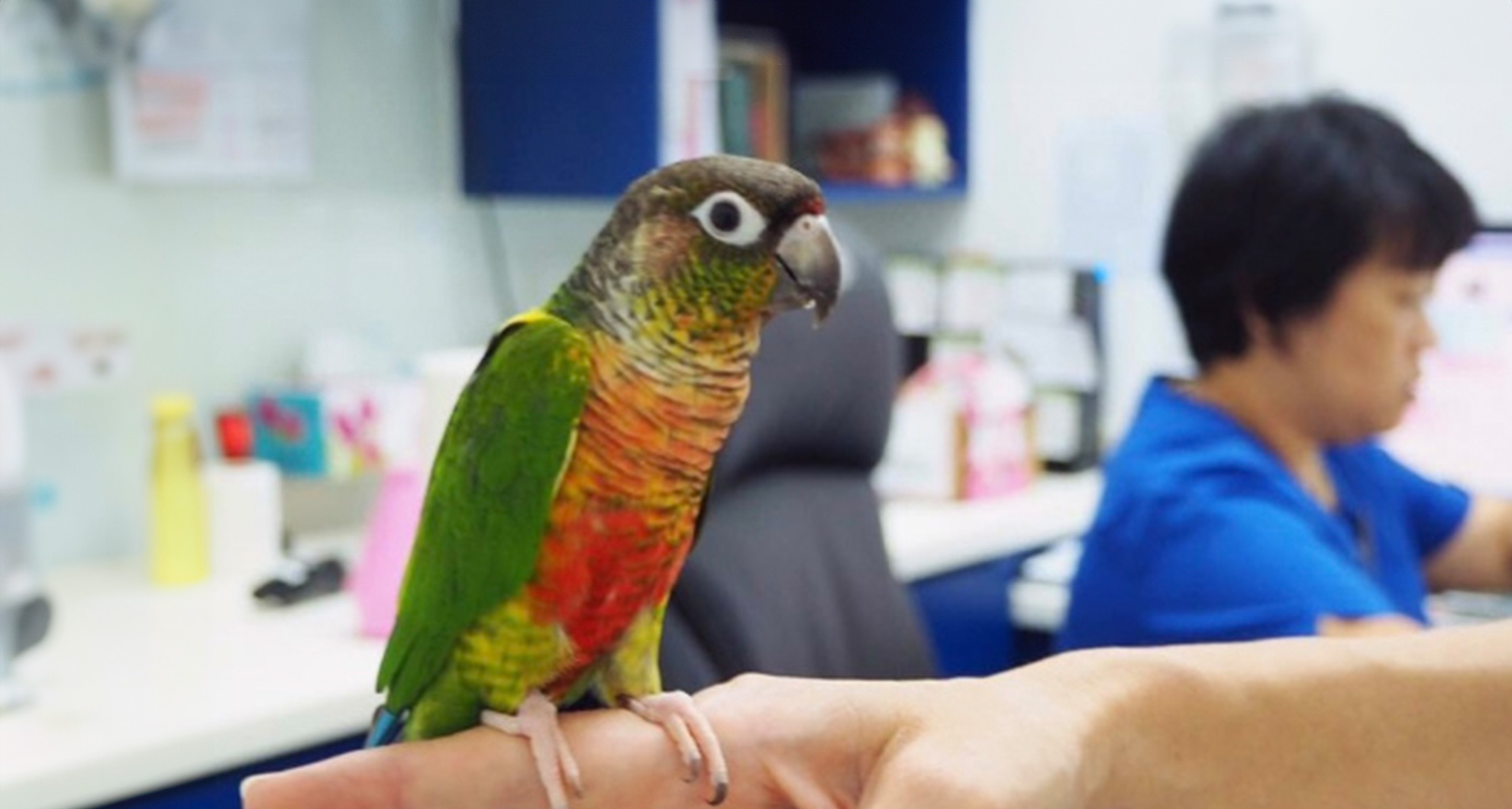 Parrot Care: 7 Common Mistakes