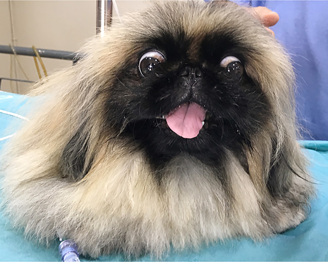 A Pekingese dog with a happy expression, resting on a blue blanket post-surgery with an IV line attached.