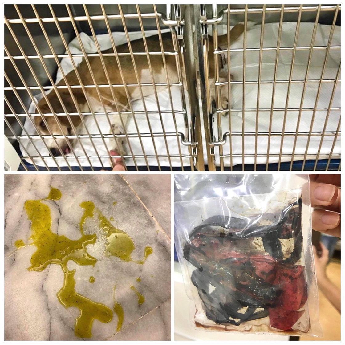A collage of a dog in postoperative recovery, a vomit stain, and a sealed bag with the foreign body removed during surgery.