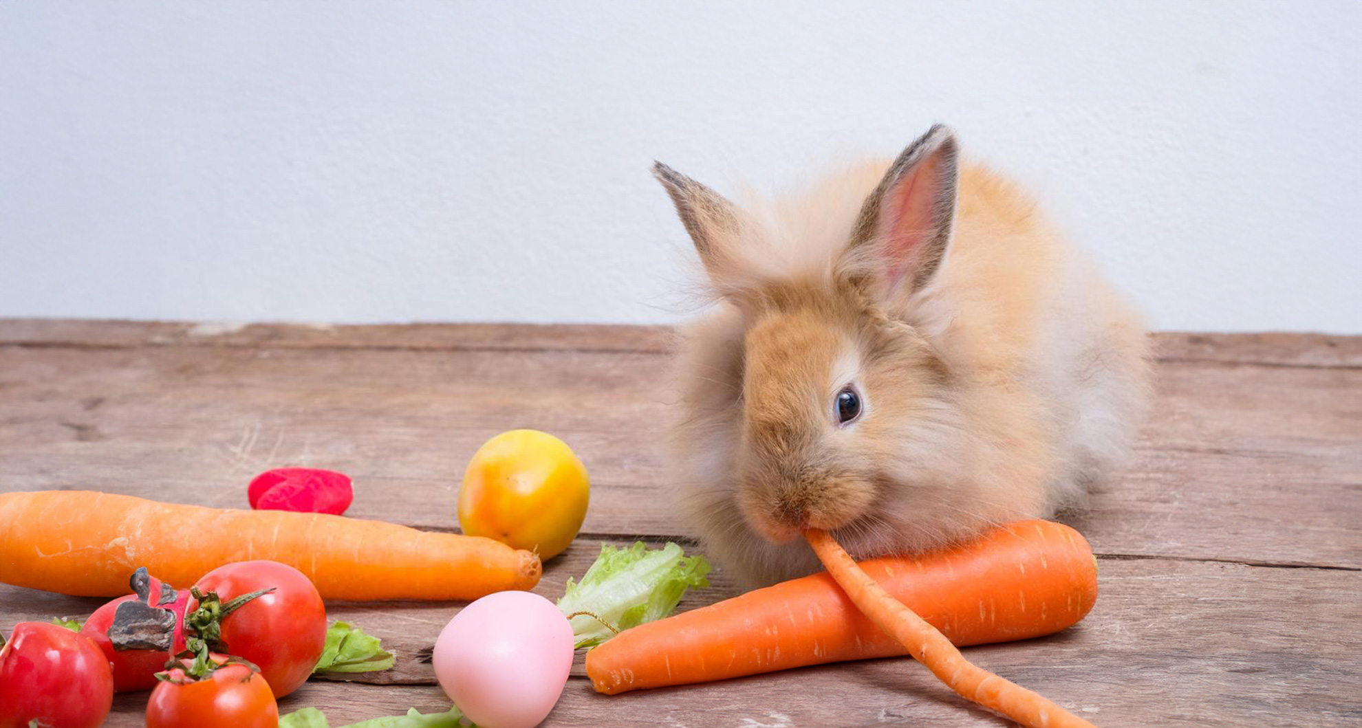 Rabbit Diet and Nutrition 101