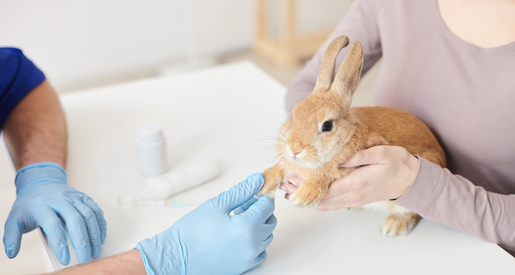 Rabbit Vaccination – Everything You Need to Know