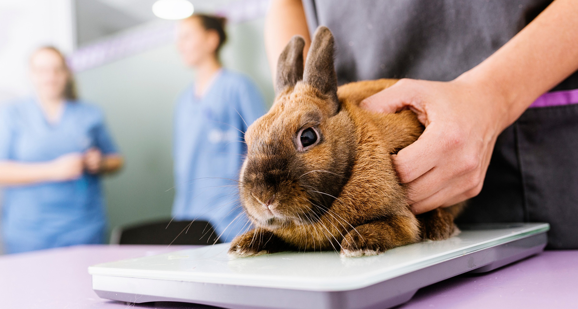 Rabbit Emergencies and First Aid