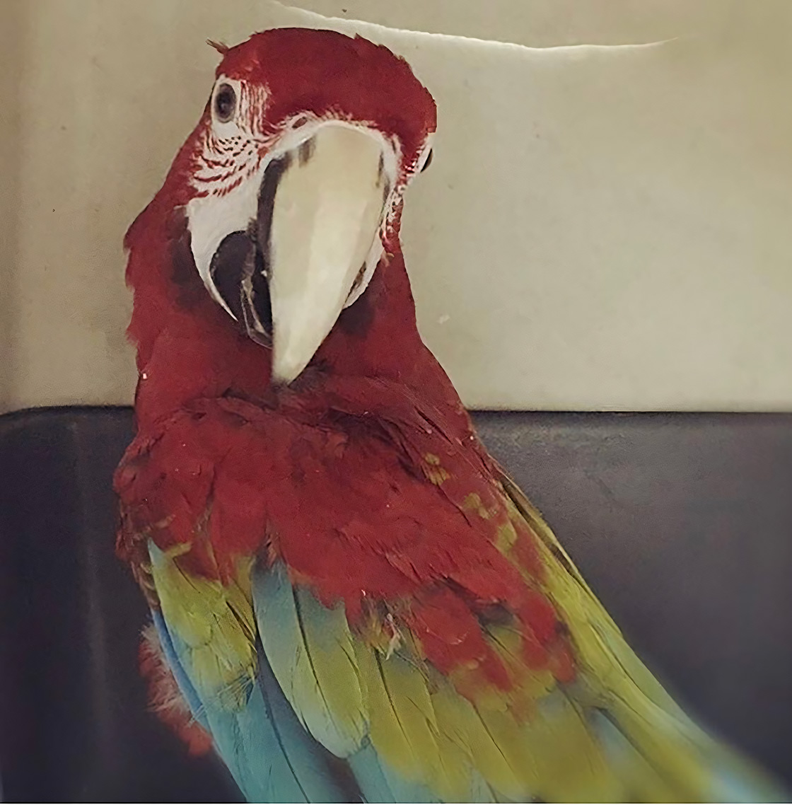 Profile view of a red macaw parrot with vivid feathers, perched inside a clinic.