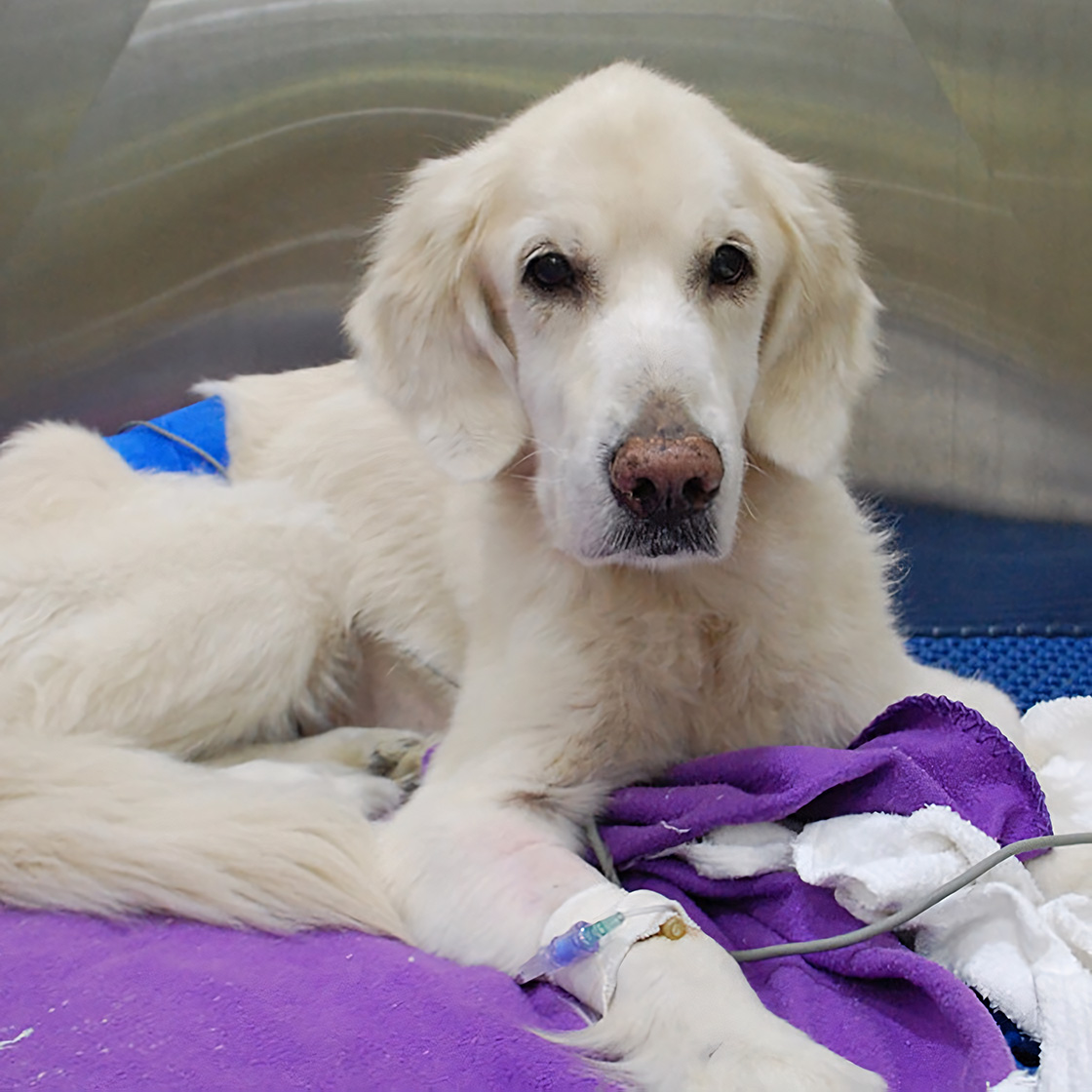A senior Golden Retriever lying down with a blue bandage on its front leg and an IV line, resting on a purple blanket at a veterinary clinic.