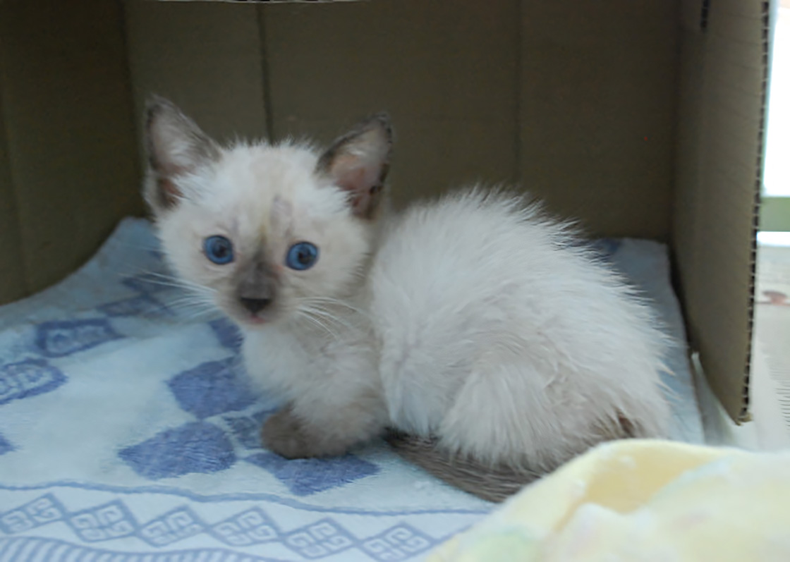 A Siamese kitten with striking blue eyes sitting in a cardboard box on a blue-patterned blanket.