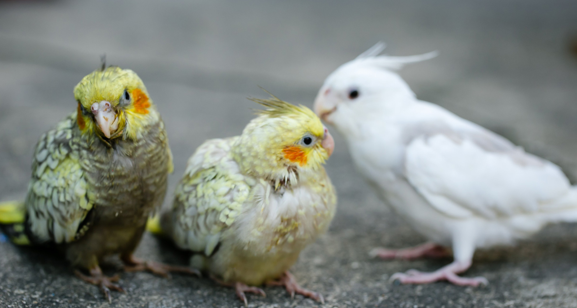 Socialising Your Bird