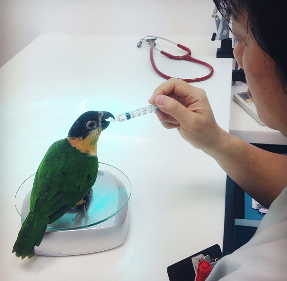 A veterinarian feeding a green parrot with a syringe, illustrating a bird during a feeding session at a vet clinic.