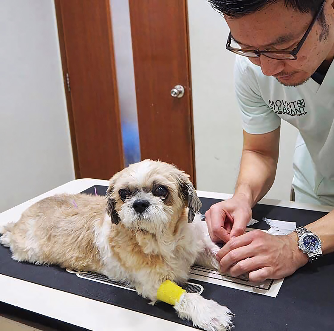 A veterinarian administers treatment to a small, fluffy dog lying on an examination table.