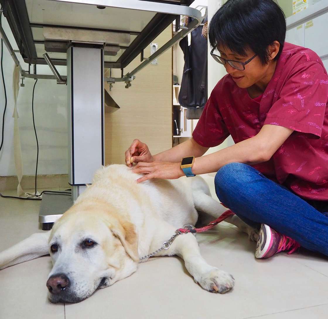 A veterinarian in a pink clinic uniform gently examines a lying Labrador Retriever in a veterinary clinic.