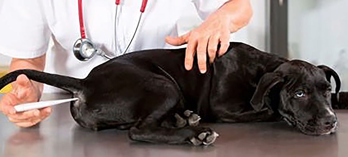 A veterinarian performing an ultrasound on a calm black dog lying on the examination table.