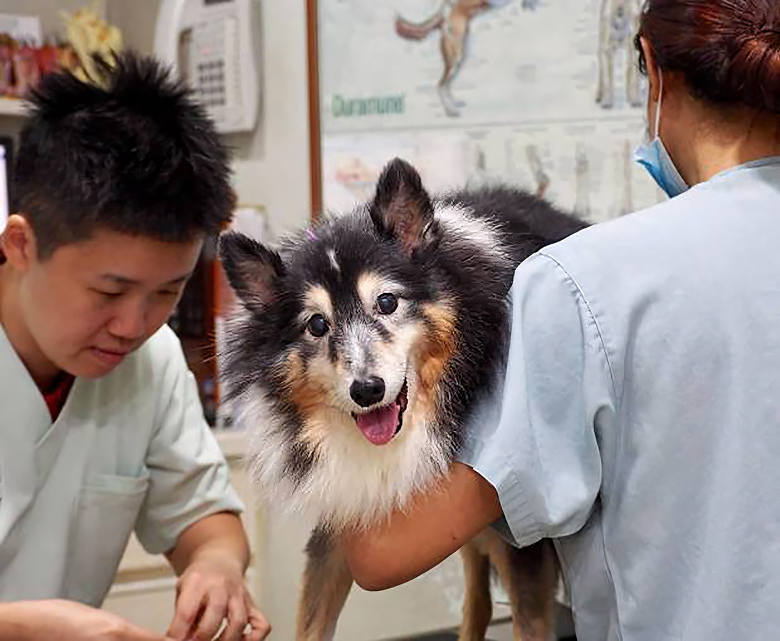 An elderly Shetland Sheepdog with a bright expression receives attention from two veterinary professionals.