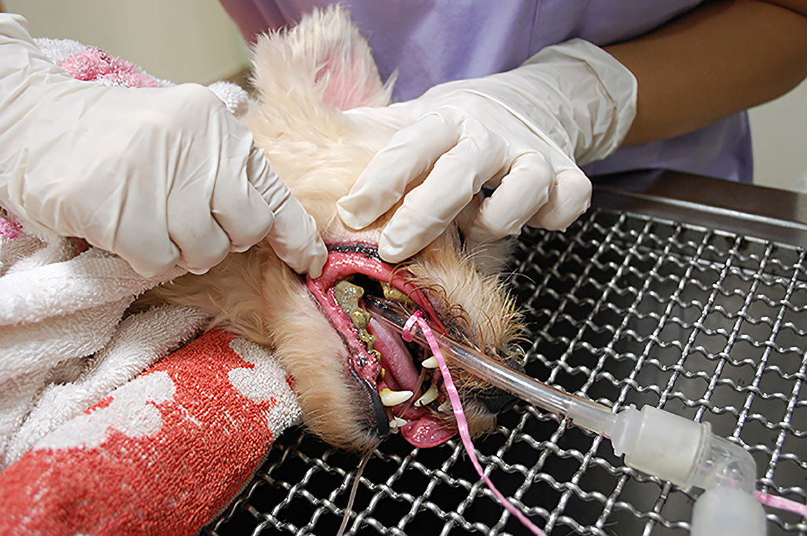 A veterinarian performing dental cleaning on an anesthetized dog, with a close-up of gloved hands using dental instruments in the dog's mouth.