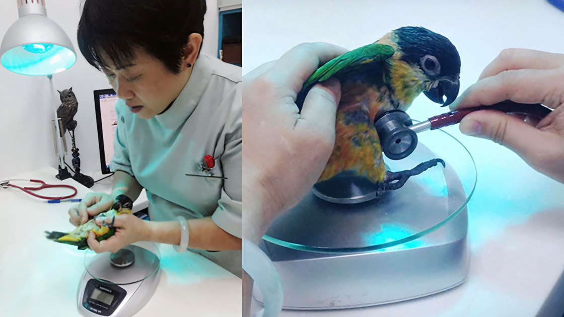 A veterinarian examining a colorful parrot, with a stethoscope, on a weighing scale at a clinic.