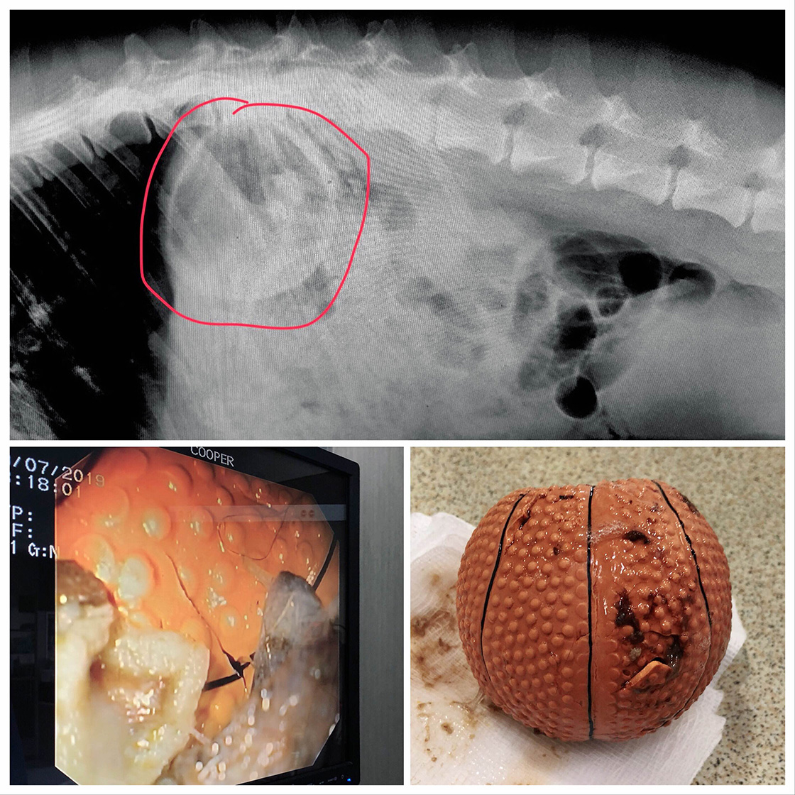 A composite image showing an X-ray of a dog's gastrointestinal obstruction, an endoscopic view, and the surgically removed foreign object resembling a ball.