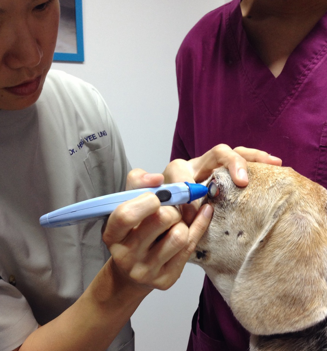 A veterinarian conducts an ophthalmic examination on a beagle using a handheld instrument to inspect the eye closely.