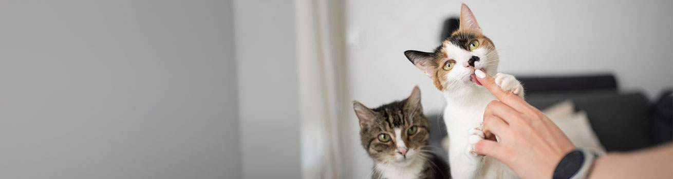Ownership limits for cat and dog owners