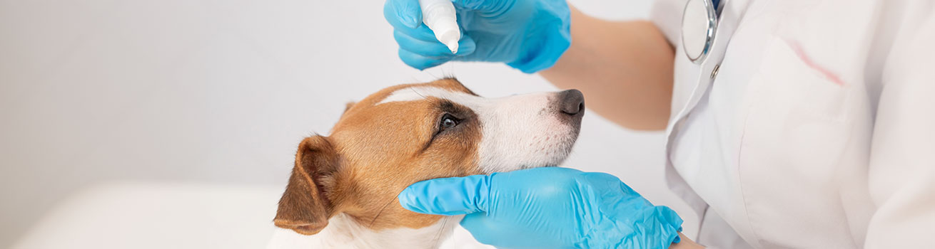 Caring for pet after surgery