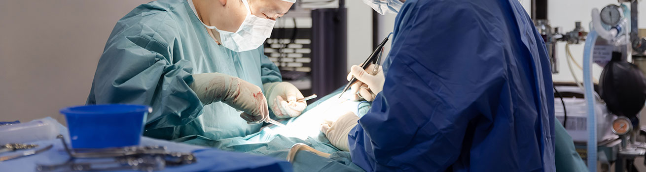 Cataract surgery by veterinary surgeon