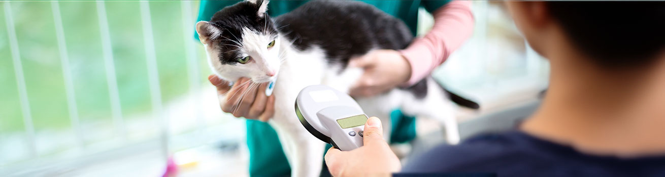 Microchipping cats mandatory