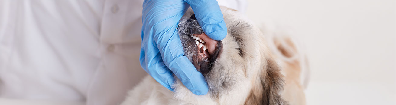 dog's teeth, professional cleaning