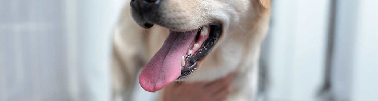 periodontal disease, pet dental care