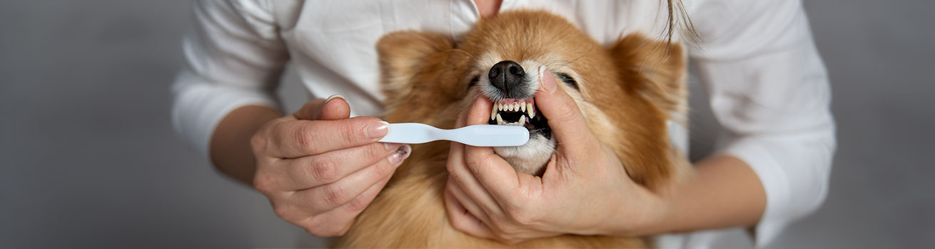 daily brushing, fresh breath