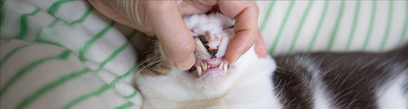 cat teeth, dental care