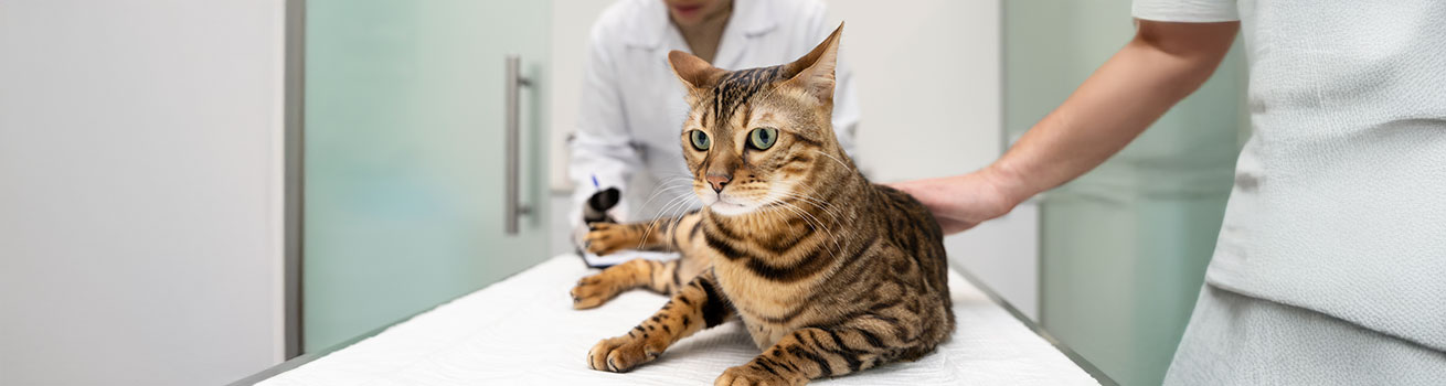 Vet clinic visit, toxic foods for cats